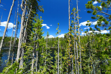 Scaup Lake in Yellowstone National Park