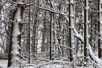 Forest Snowfall in Midwest America