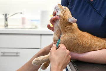 Soins v&eacute;t&eacute;rinaire animaux chat