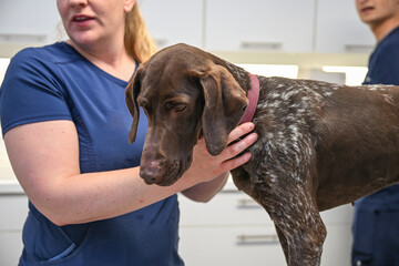 Soins vétérinaire animaux chien