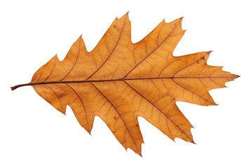 Obraz premium 枯葉一枚 秋の温かい光を浴びて静かに輝く