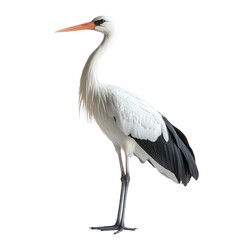 Fototapeta premium crane bird on transparent background 