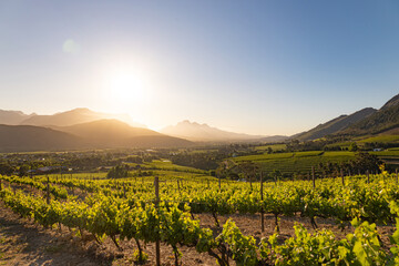Wine farm. Vineyard landscape at sunset with mountains. Stellenbosch, South Africa. vine grapes rows