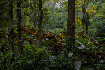 Scenic view of a lush tropical rainforest with dense green foliage, tall trees covered in moss, and vibrant undergrowth. jungle landscape with a serene and untouched atmosphere.