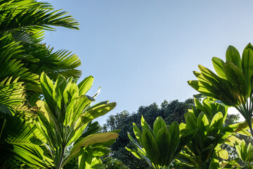Bright tropical foliage with sunlit green leaves set against a clear blue sky for a text space. ideal for themes of nature, travel, relaxation, and sustainability.