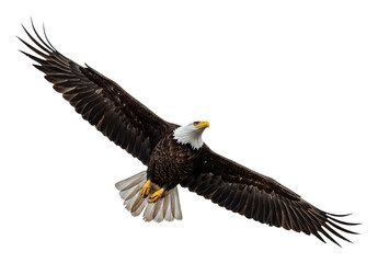 Fototapeta premium 力強く羽ばたくワシ、暗い背景に白い頭が映える