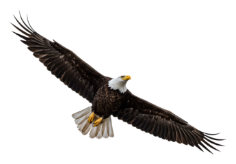 力強く羽ばたくワシ、暗い背景に白い頭が映える