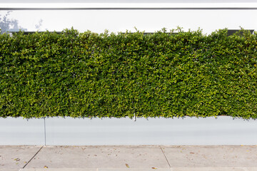 Bush of ficus annulata and concrete fence at outdoor. Plant and building for privacy of residential, home, house. Including road shoulder or concrete pavement floor suit for background.