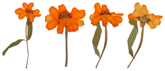 Close-up of a Pressed Orange Zinnia Flower