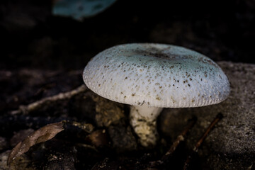 A close-up macro photograph of a Russula alboareolata mushroom found in a tropical forest in Thailand. The mushroom's cap displays light blue hues with speckled patterns