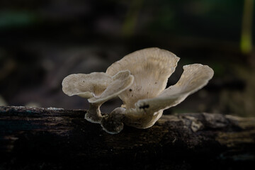 This macro photograph captures the delicate details of Pleurotus ostreatus mushrooms growing on a log in a humid Thai rainforest. 