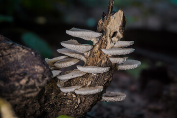 A high-resolution macro photograph of a clustered Pleurotus ostreatus growing on a damp log in a lush tropical rainforest in Thailand. 