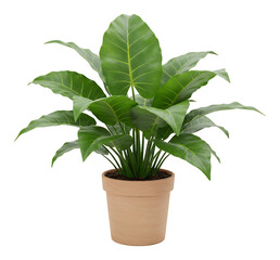 緑葉植物、陶器鉢植え、柔らかな光、鮮やか描写