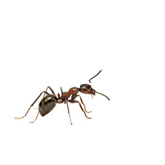 Macro Photography: Ant Closeup - Detailed Insect View
