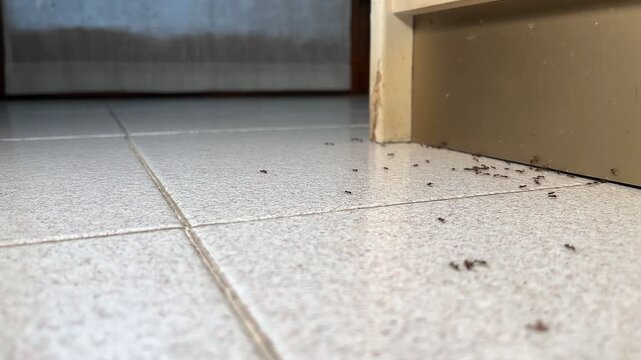 Group of ants on the floor of the house moving in a disorderly manner. Classic insects that invade our homes in spring and summer