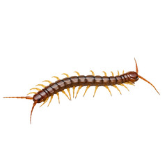 Close-Up of a Centipede: Detailed View of an Arthropod