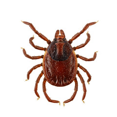 Detailed Close-up of a Lone Star Tick