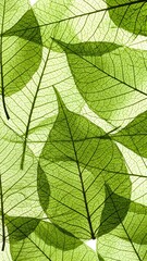 Obraz premium Green leaf pattern background