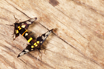 Two Colorful Moths on Weathered Wood Surface in Natural Habitat