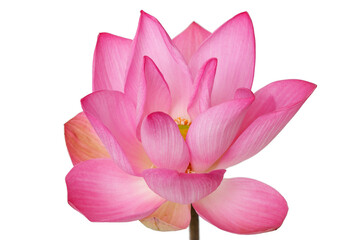 Beautiful Pink Lotus Flower with Delicate Petals and Green Stamen