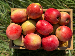 Red juicy apples fruits crop.