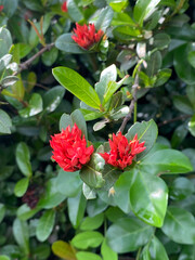 beautiful ixora flowers in the garden
