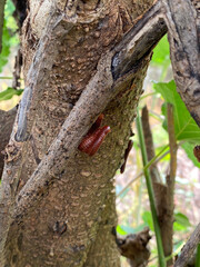 a red millipede on a tree trunk