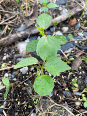 green Okra leaves in the forest
