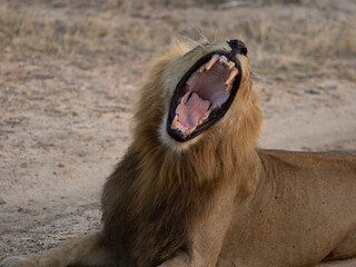 Lion opening his mouth and shows his teths