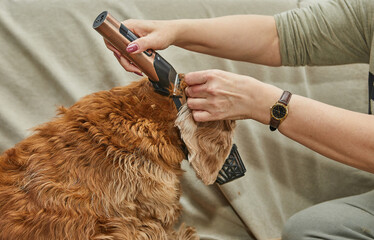 Golden dog with trimmed ears sits on couch after grooming session, showing finished appearance and collected fur remains