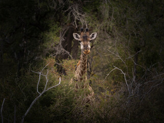 Giraffe im Krüger Nationalpark