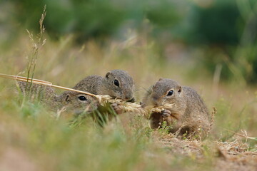 Two young european ground squirrels eats a ear of corn. Spermophilus citellus