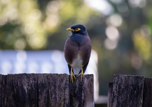 A Common Myna bird perched on a fence
