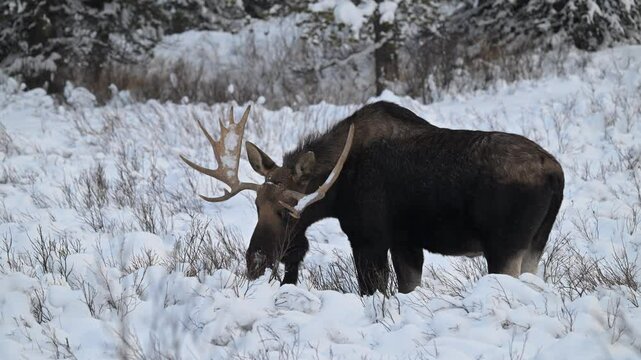 Bull moose in the Canadian Rockies in the winter