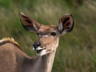 Wandcirkels Antilope Weibliches Kudu   © Ueli