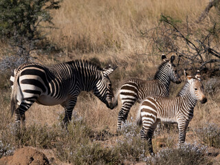 Zebra Herde
