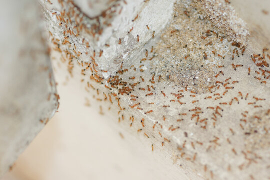 Small red ants in human resident, A swarm of red ants crawling on a rough concrete surface. The insects form scattered lines and clusters, highlighting natural insect behavior and infestation patterns