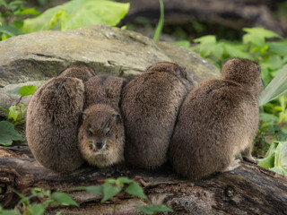 Dassie am Kuscheln