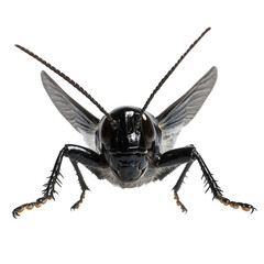 Close-up frontal view of a black cricket showing detailed antennae, eyes, wings, and legs against a dark background. Png, Transparent background.