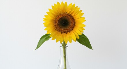 Obraz premium Bright sunflower in a glass vase against a white background for cheerful decoration with copy space 