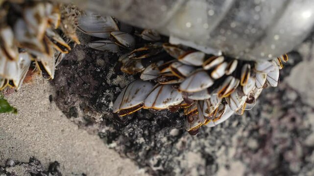 goose barnacles barnacle at sea beach