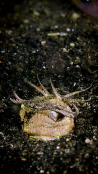 Vertical Bobbit worm, underwater alien killer, hiding in the sand waiting for prey, with colorful markings on its body, night diving, Lembeh Strait, Norther Sulawesi, Indonesia