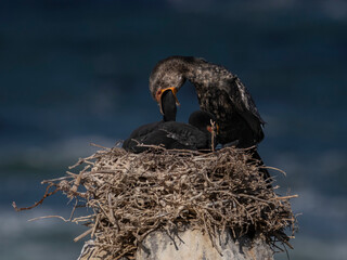 Kormorane im Nest