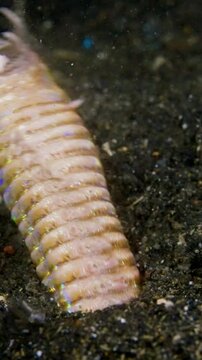 Vertical Bobbit worm, underwater alien killer, hiding in the sand waiting for prey, with colorful markings on its body, night diving, Lembeh Strait, Norther Sulawesi, Indonesia