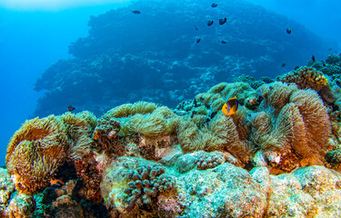 Underwater coral reef in the red sea