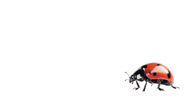 A small, red spotted ladybug or ladybird, a beautiful insect, isolated on a transparent background, perfect for summer nature. PNG