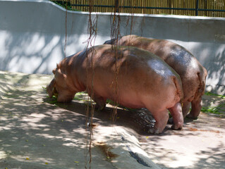 hippo at the farm in thailand