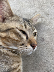 cat sleeping on the floor