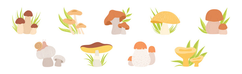 Forest Mushroom with Stem Growing in Green Grass Vector Set