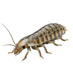 Fototapeta premium A close-up image of a silverfish insect showcasing its segmented body, long antennae, and multiple legs in fine detail. Png, Transparent background.